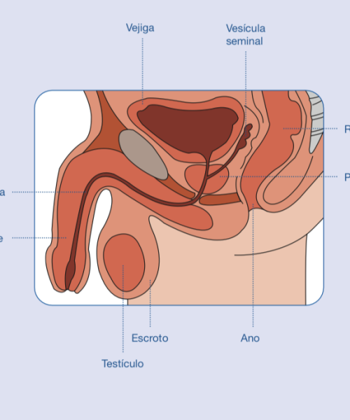 Foto uretra español
