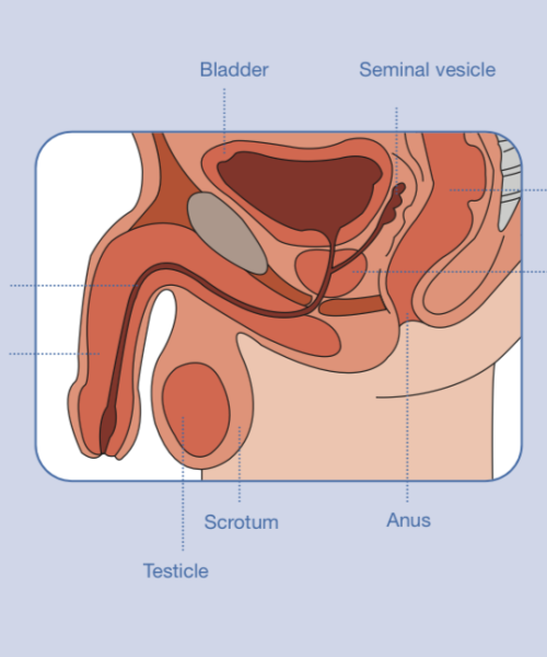 Foto uretra ingles (1)